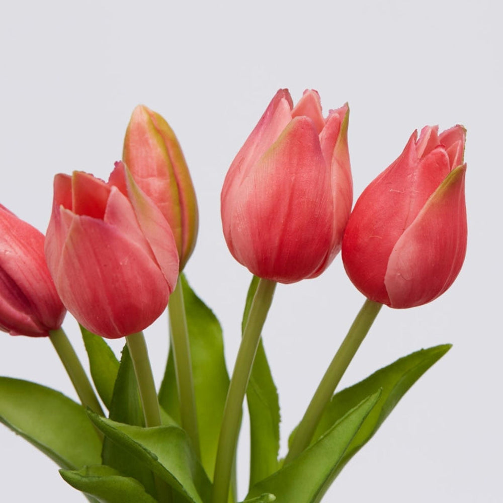 Bouquet di 5 Tulipani Olis Ass. H 26 Cm Two Tone Pink 1 Pz - EDG