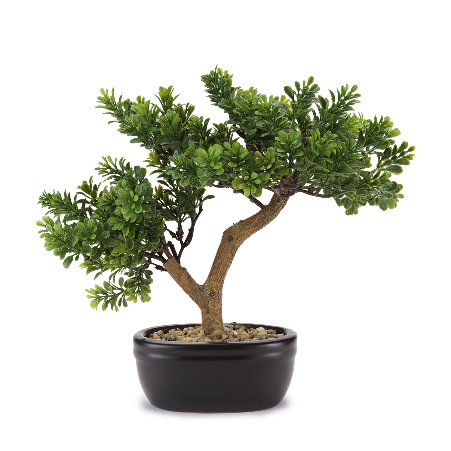 Bonsai Cedro - Henriette