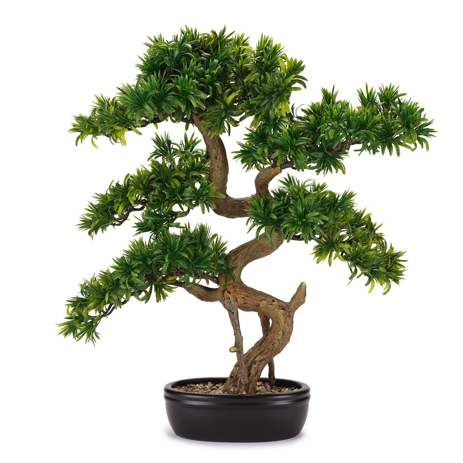 Bonsai Tasso Giapponese C/Vaso Ceramica CM.62x71H. - Henriette