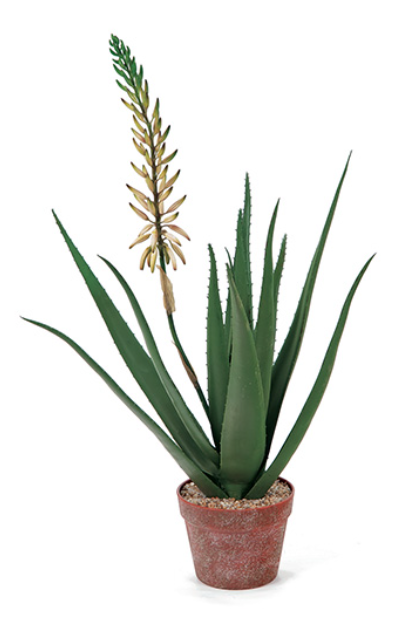 PIANTA ALOE FIORITA IN VASO 84cm BIANCO Bruco