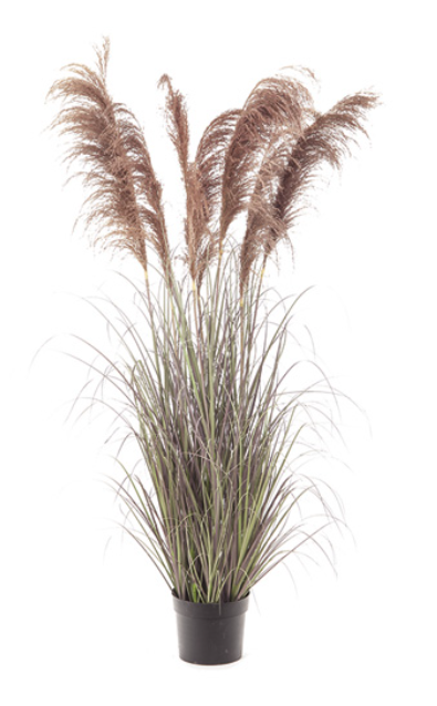 PIANTA PAMPAS 173cm VERDE-ROSA ANTICO Bruco