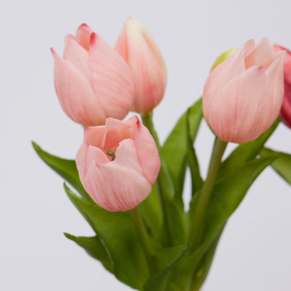 Bouquet di 5 Tulipani Olis Ass. H 26 Cm Two Tone Pink 1 Pz - EDG