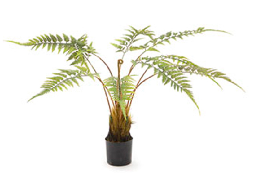 PIANTA FELCE 80cm VERDE Bruco