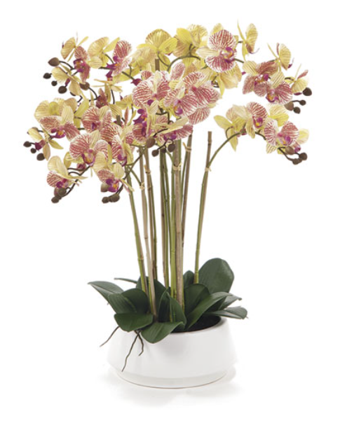 PIANTA PHALAENOPSIS REAL TOUCH 66cm VASO CERAMICA ROSA/VERDE Bruco