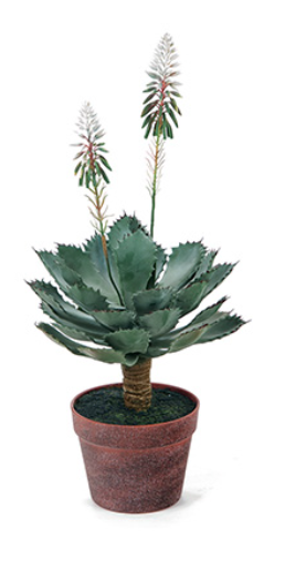 PIANTA ALOE FIORITA IN VASO 64cm VERDE Bruco